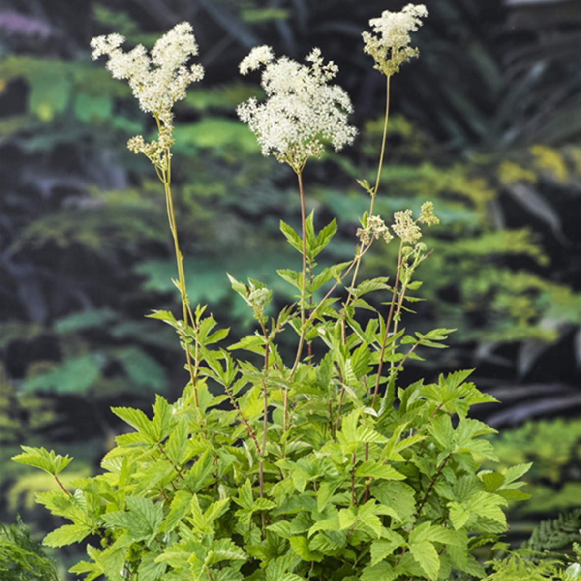 Filipendula ulmaria