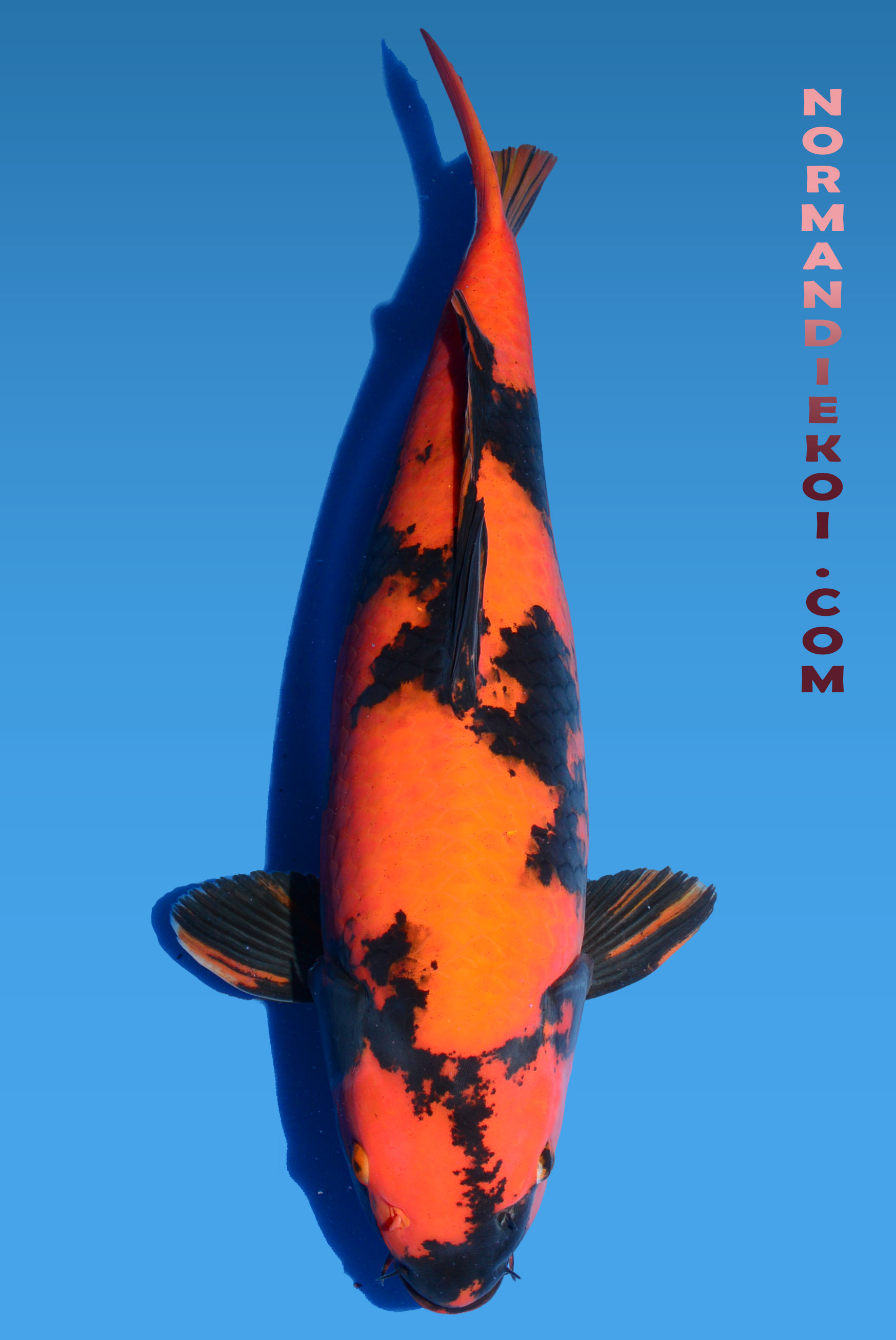 Hi utsuri
