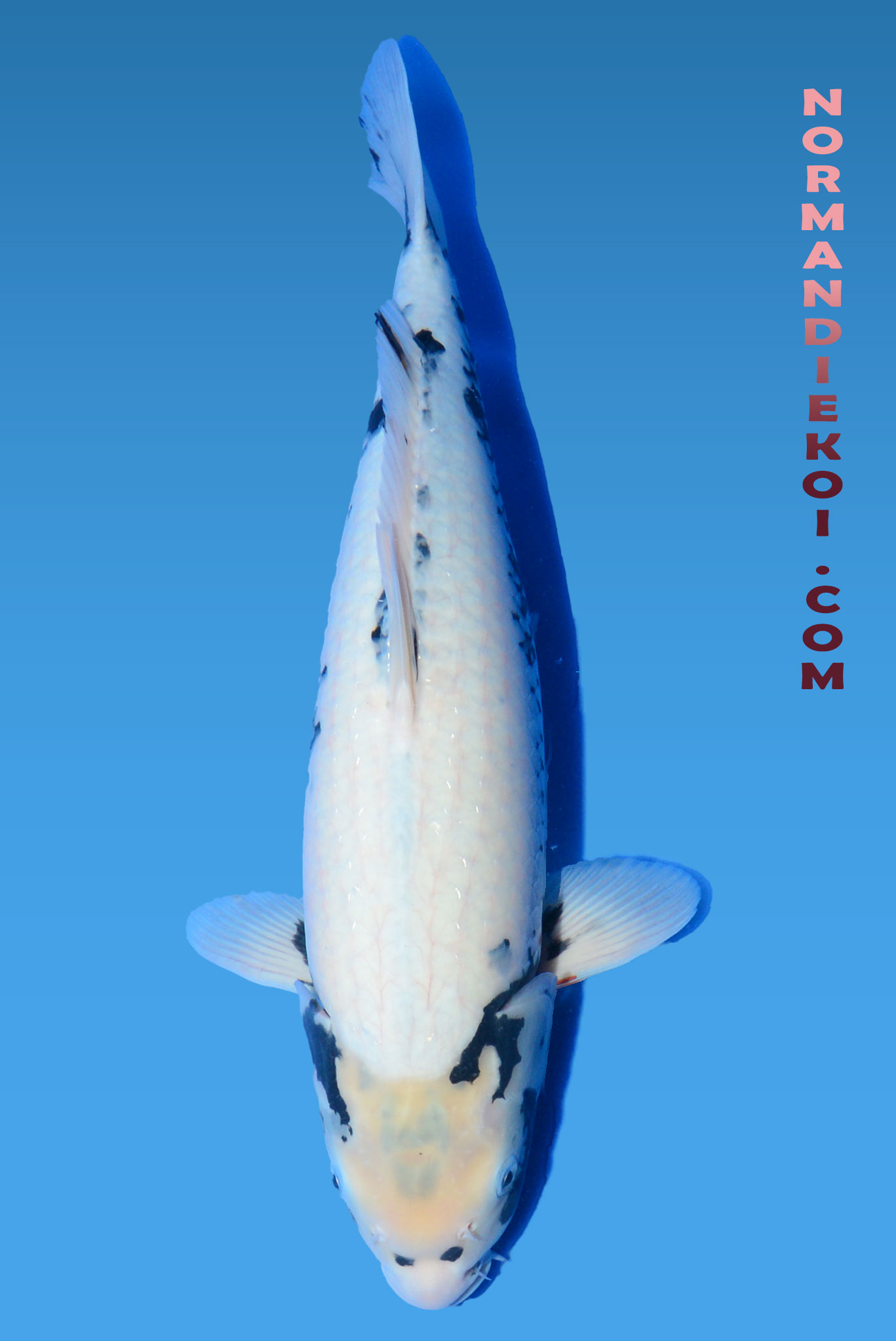 Matsubakawabake