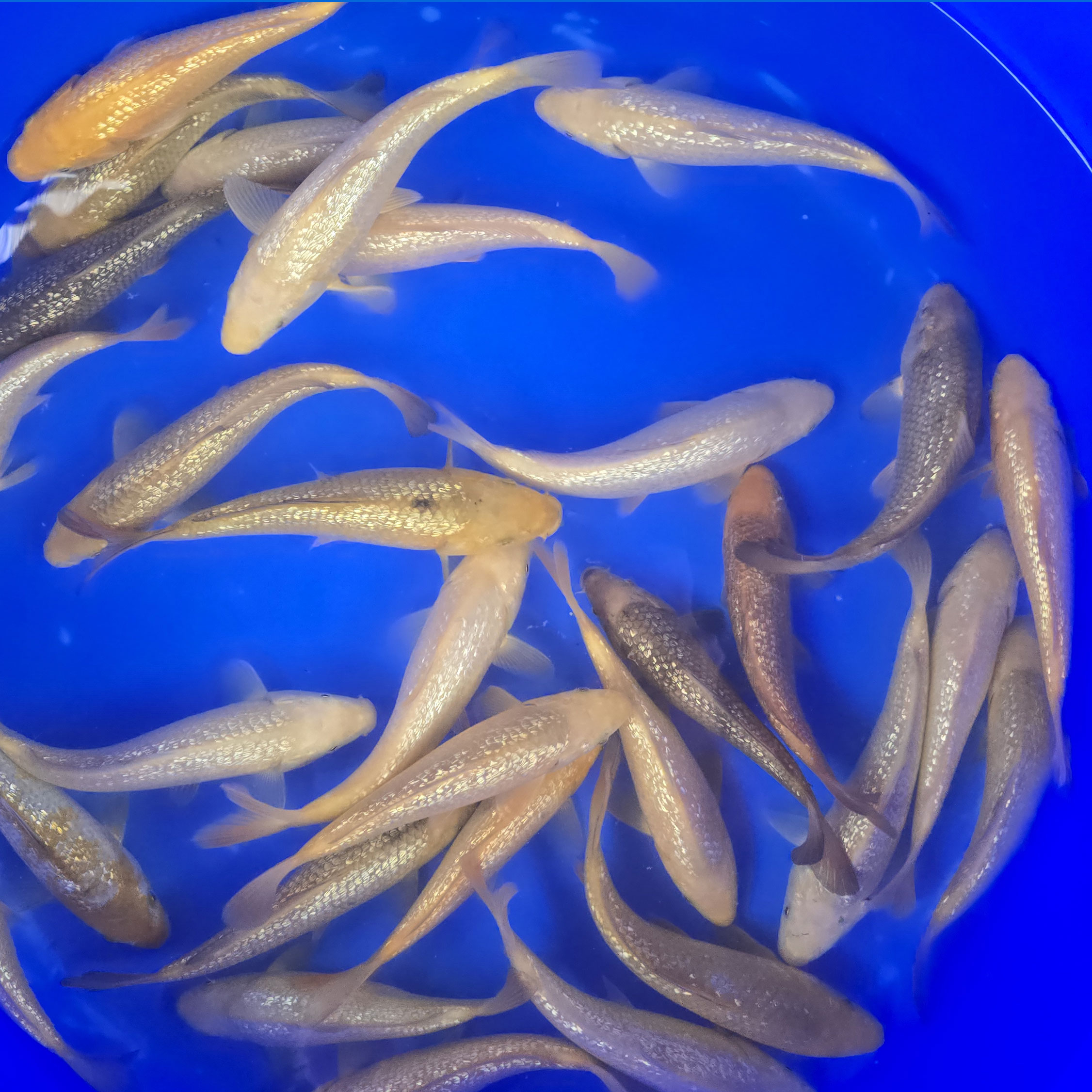 Ginrin kawari / Torazo