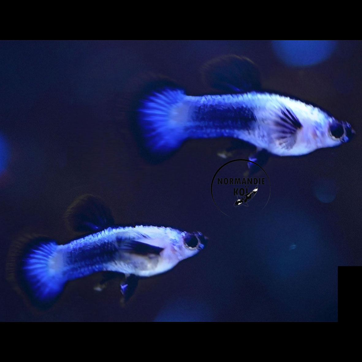 Poecilia Endler Blue Panda 1,5 à 2 cm