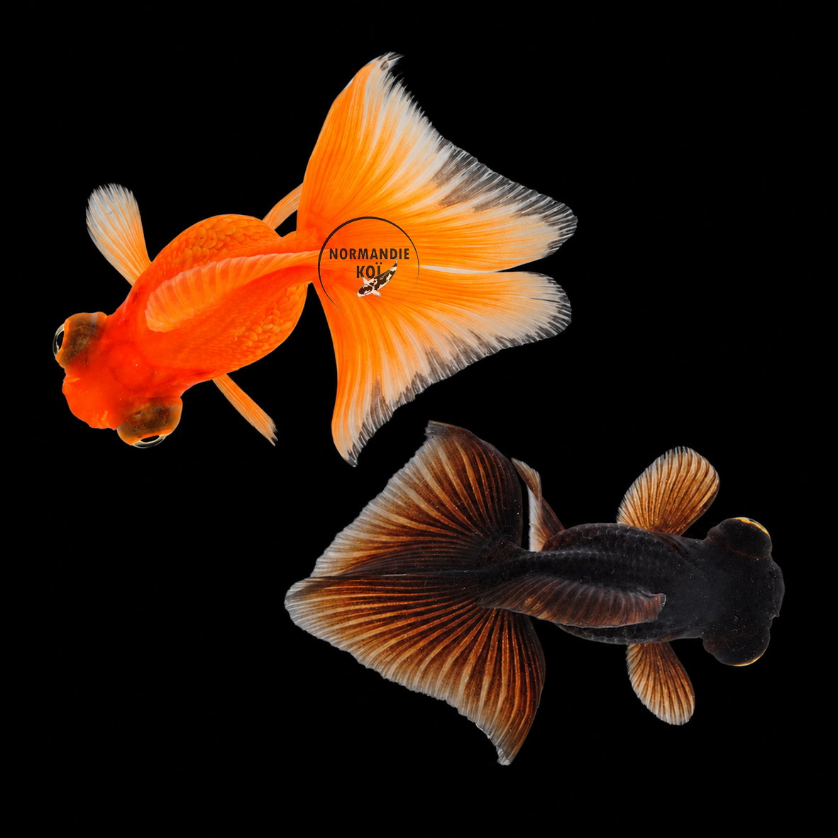 Carassius auratus - Queue de voile Mix 7-8 cm
