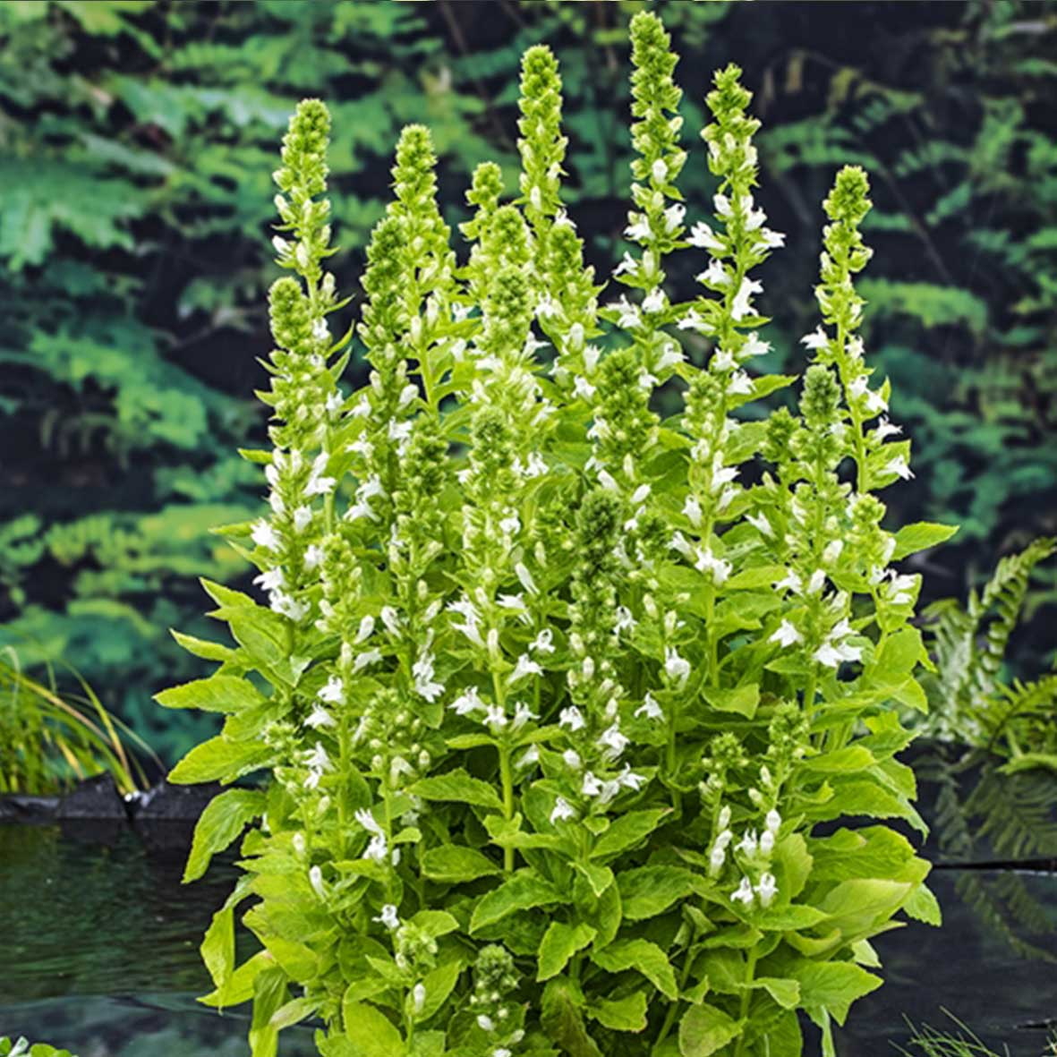 Lobelia syphilitica ‘Alba’