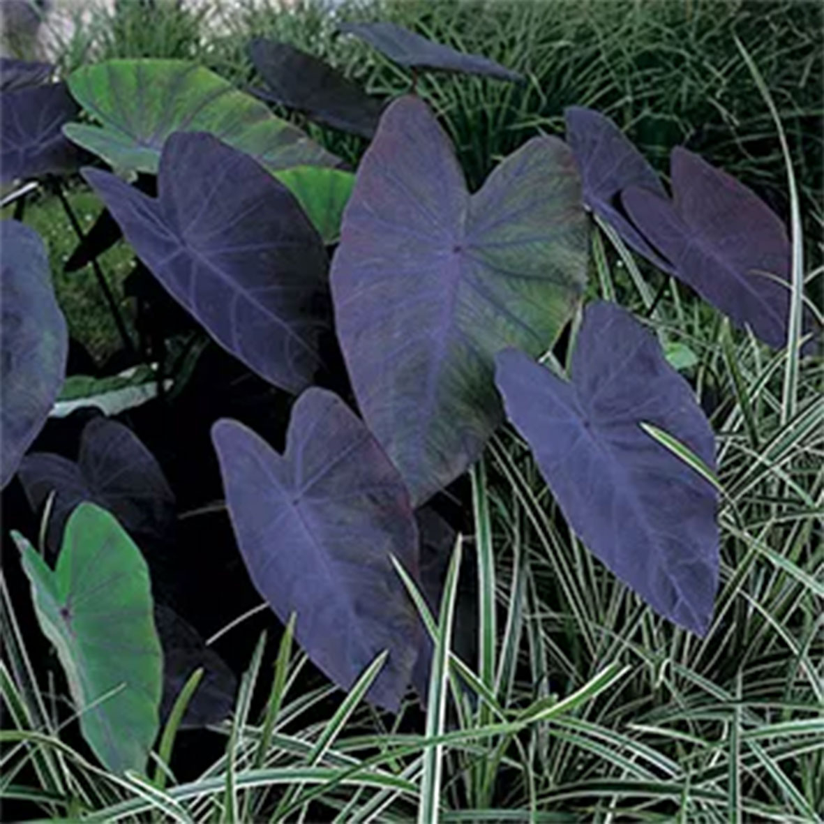 Colocasia rubra 'Black Magic'