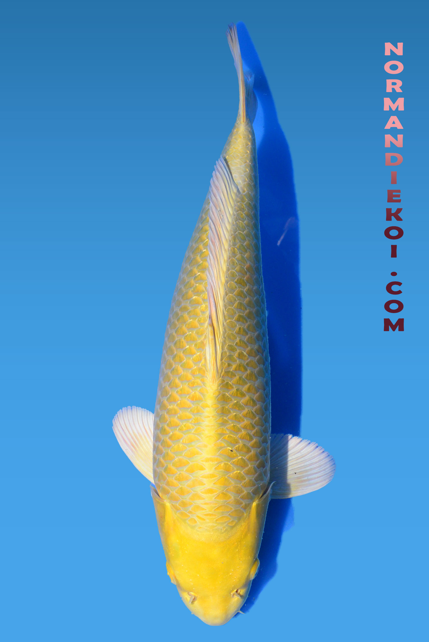 Yamabuki