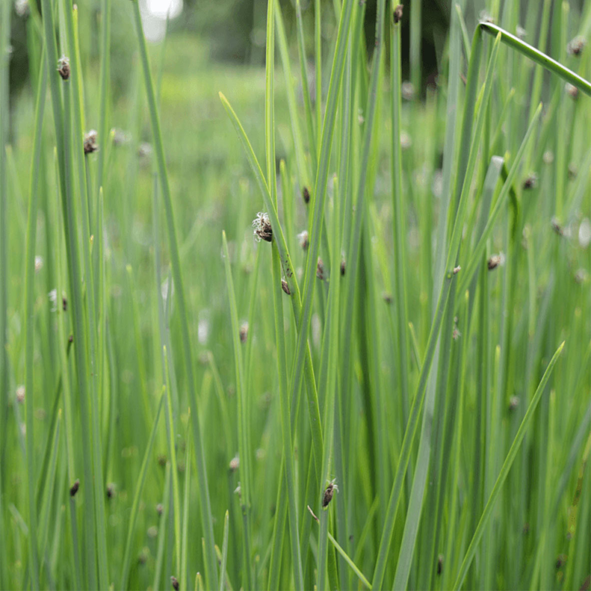 Scirpus lacustris ‘Albescens’