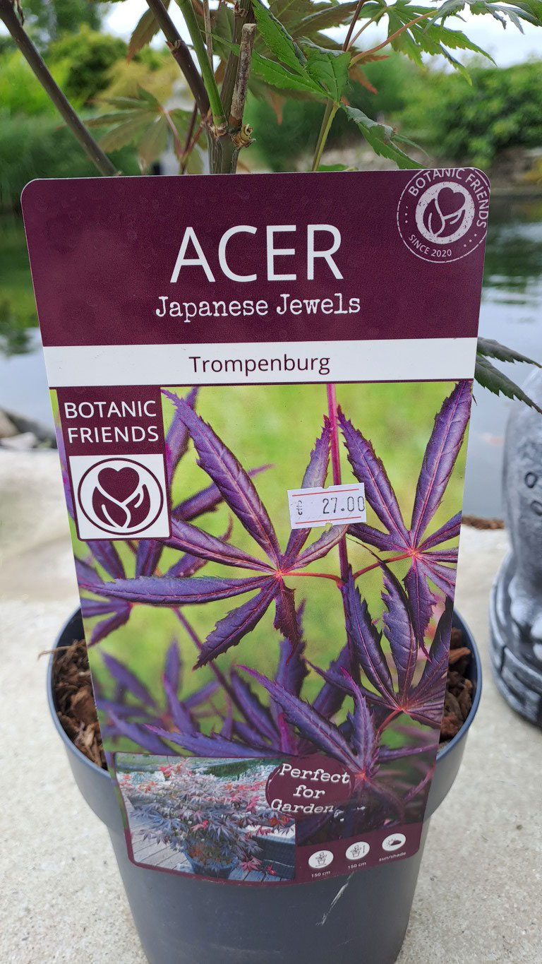 Acer palmatum 'Trompenburg'