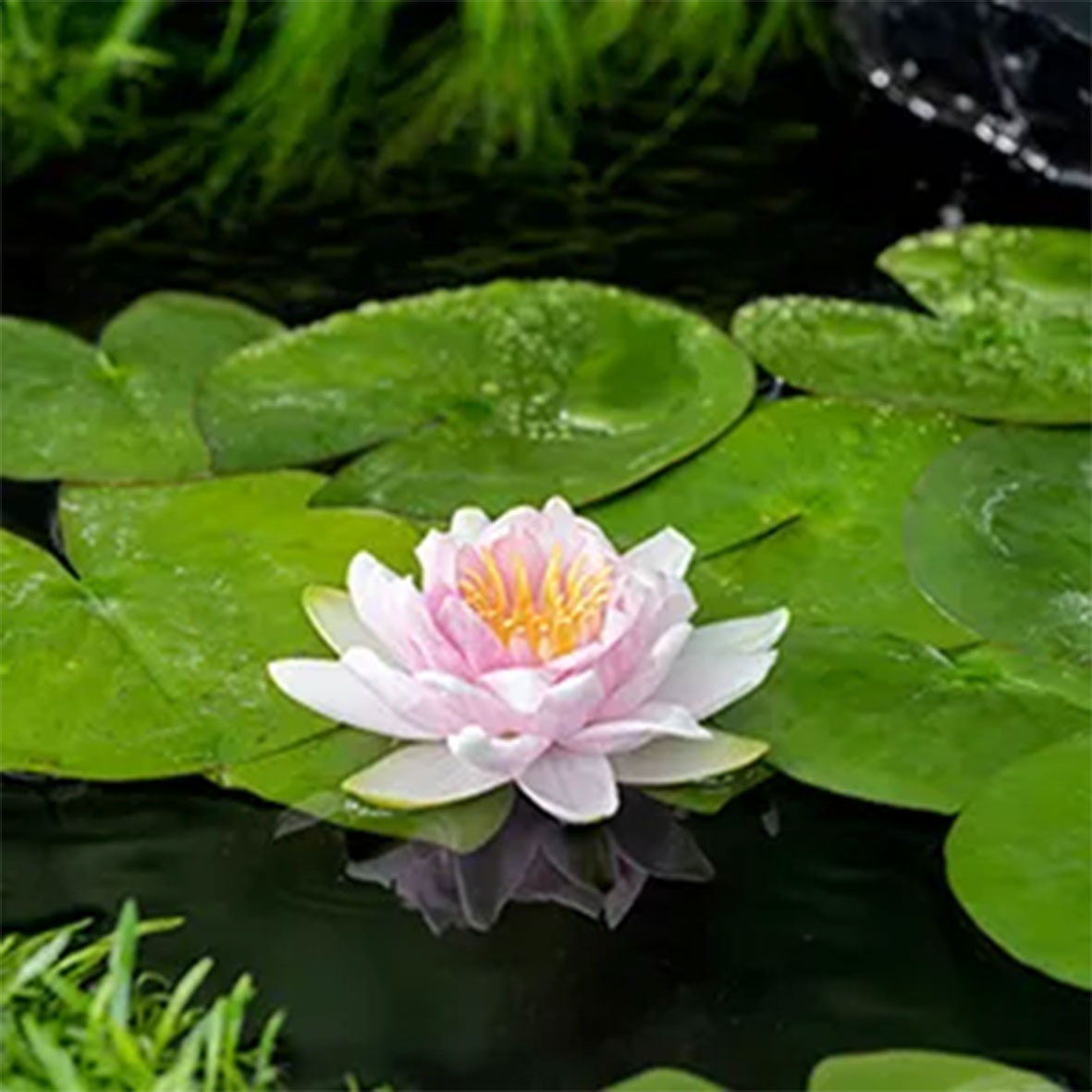 Nenuphar 'Hollandia'