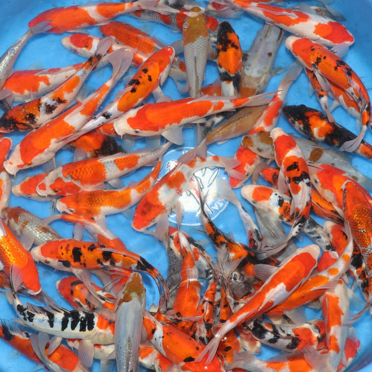 Doitsu gosanke / Hiroi