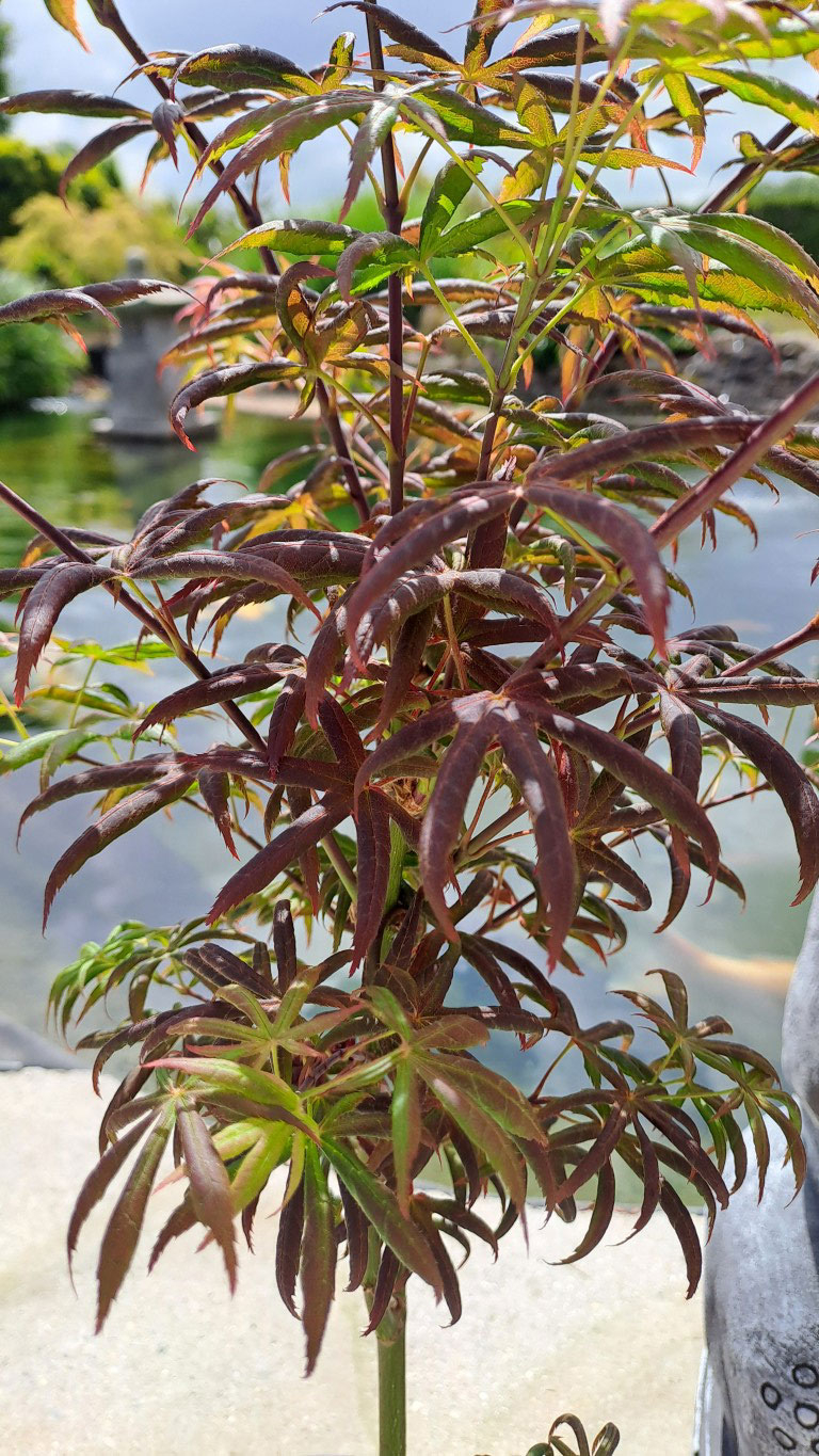 Acer palmatum 'Starfish'®