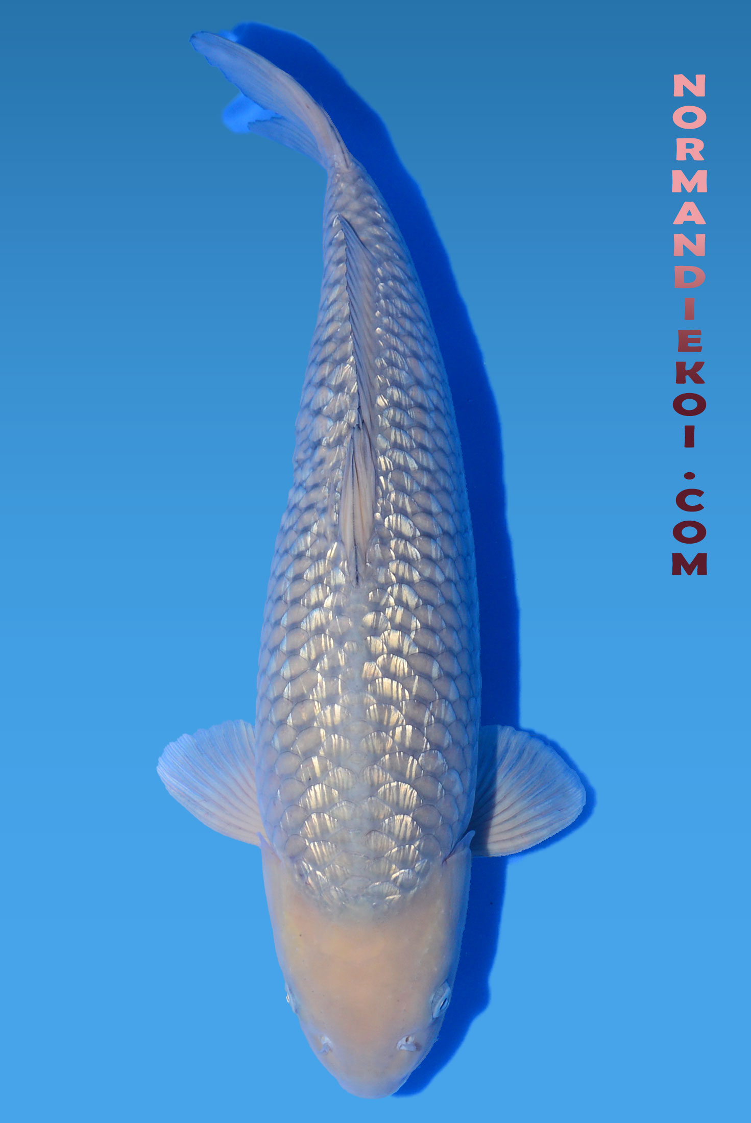 Chagoi 