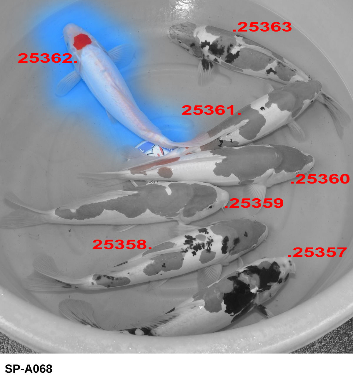 Doitsu Tancho kohaku