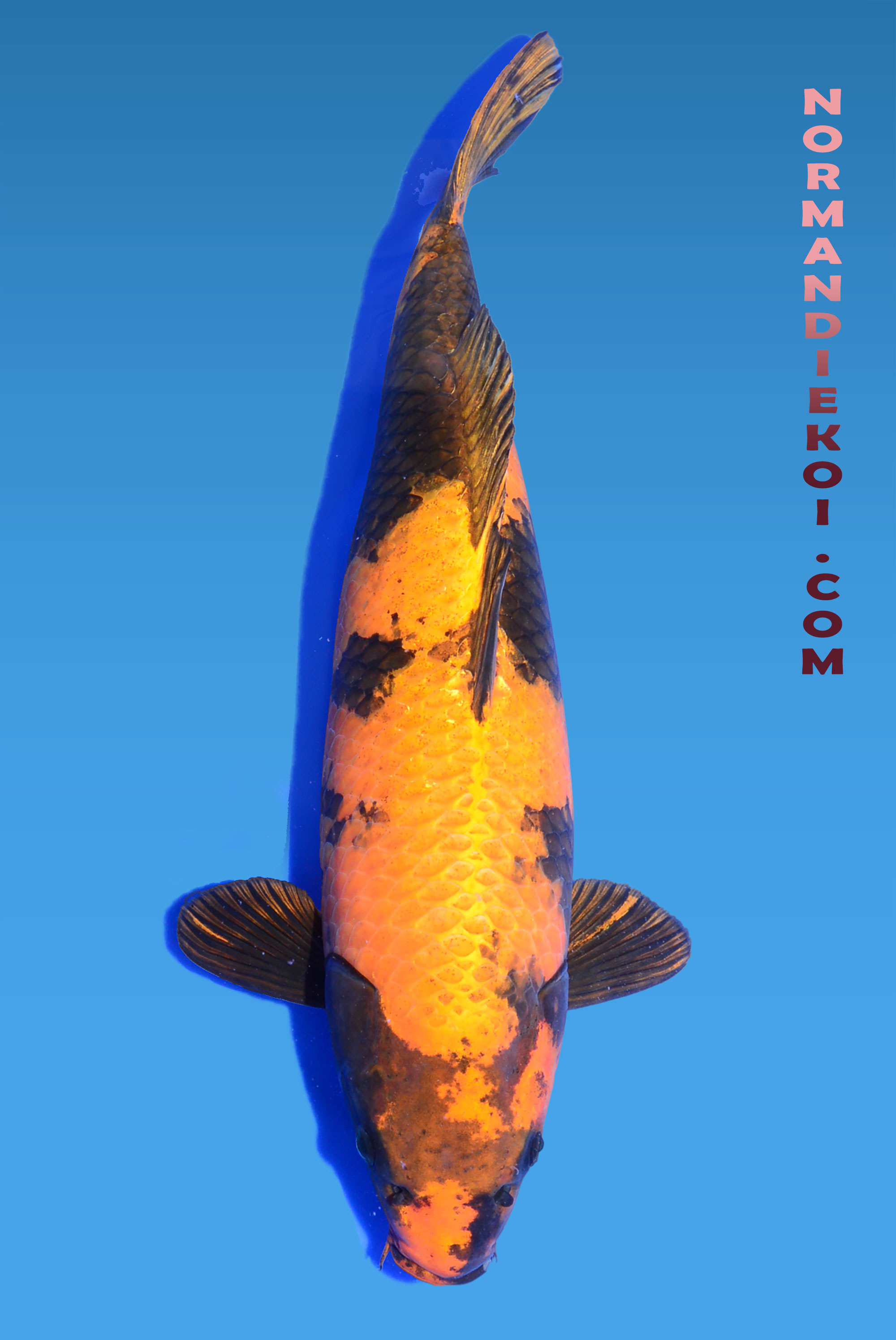 Kin ki utsuri