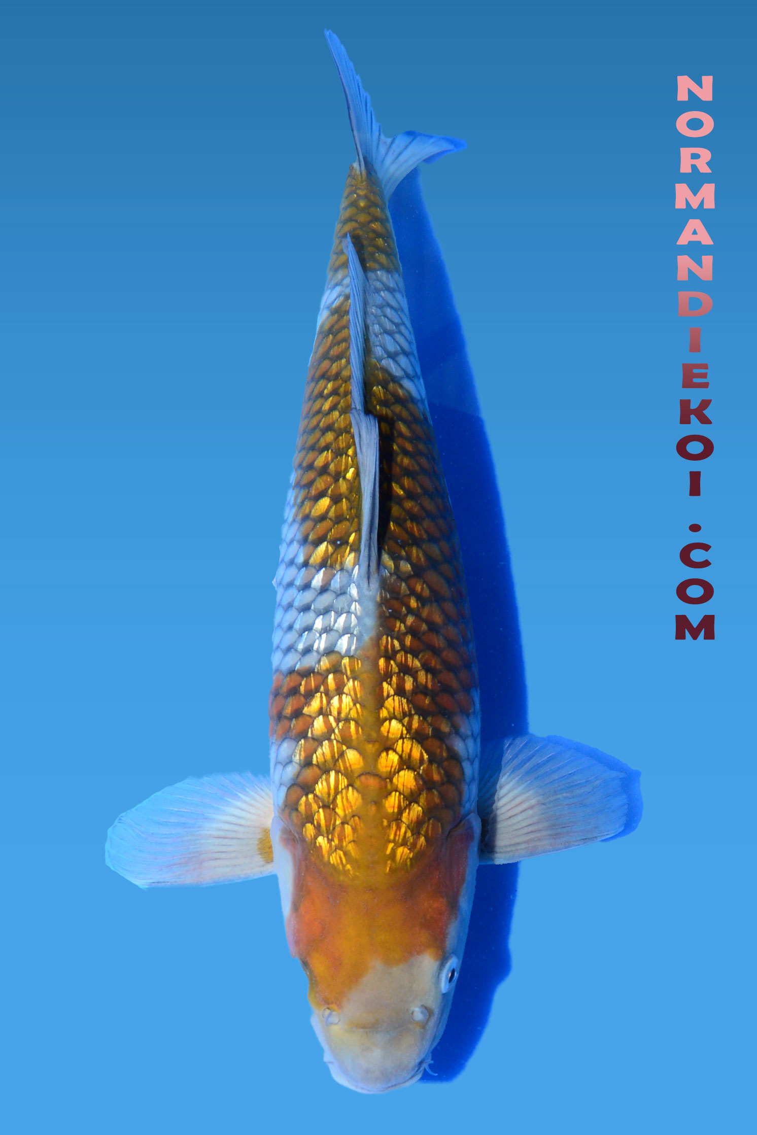 Ginrin ochiba shigure