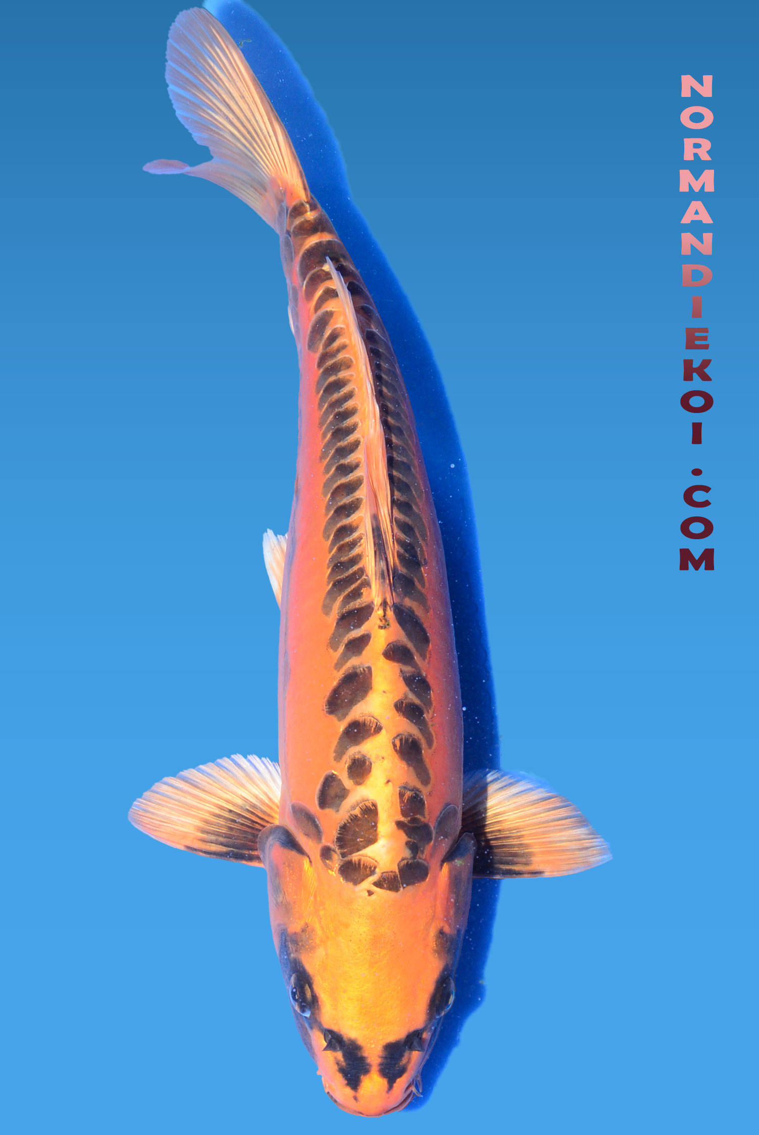 Mizuho ogon 
