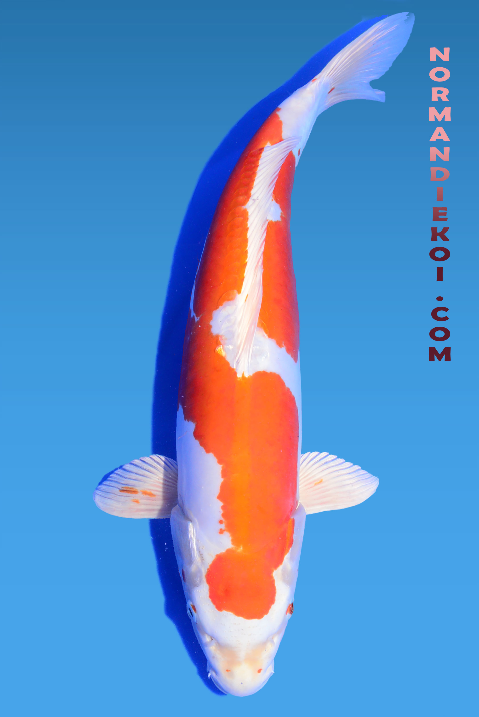 Kikusui
