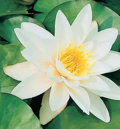 Nymphaea alba
