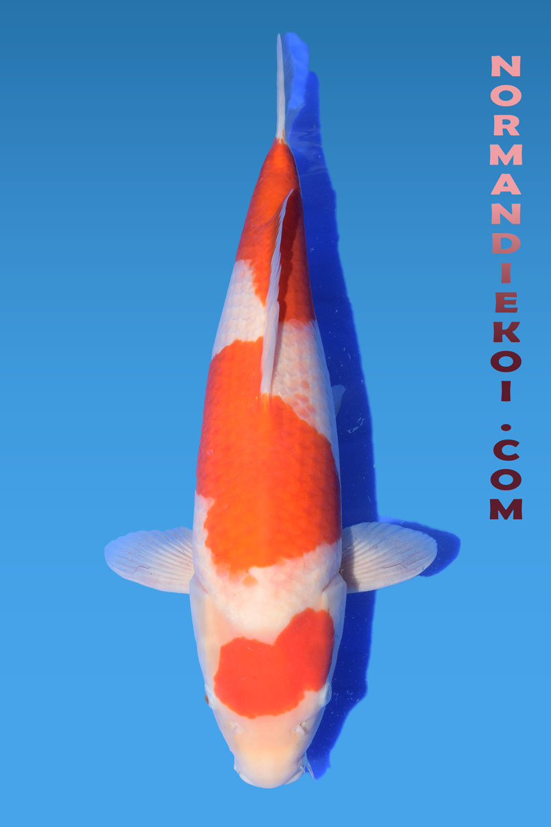 Kohaku
