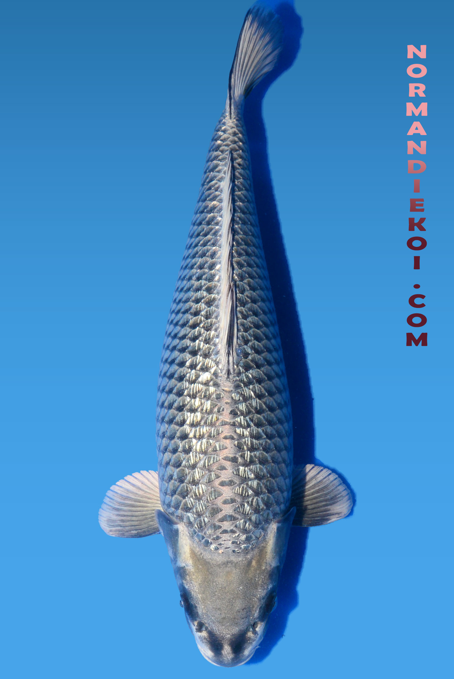 Mukashi ogon
