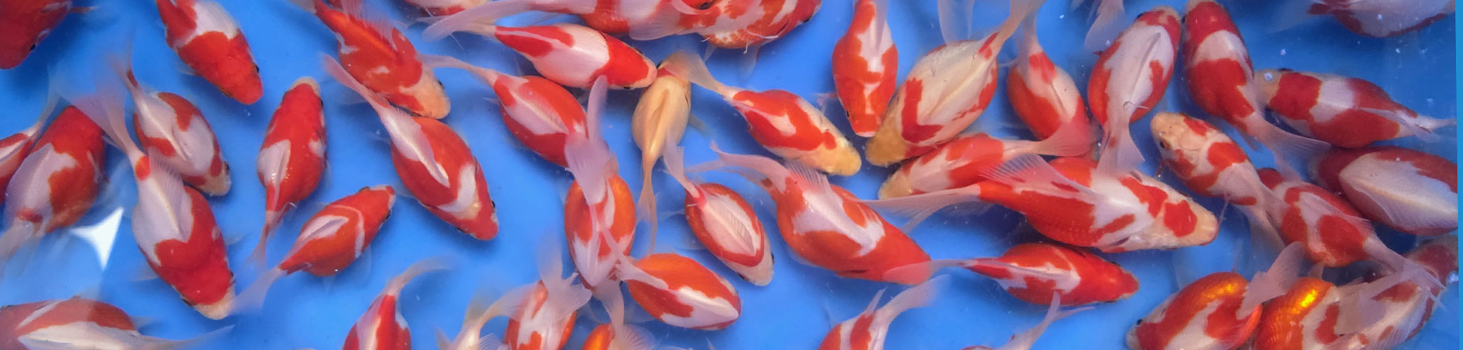 Colles et accessoires