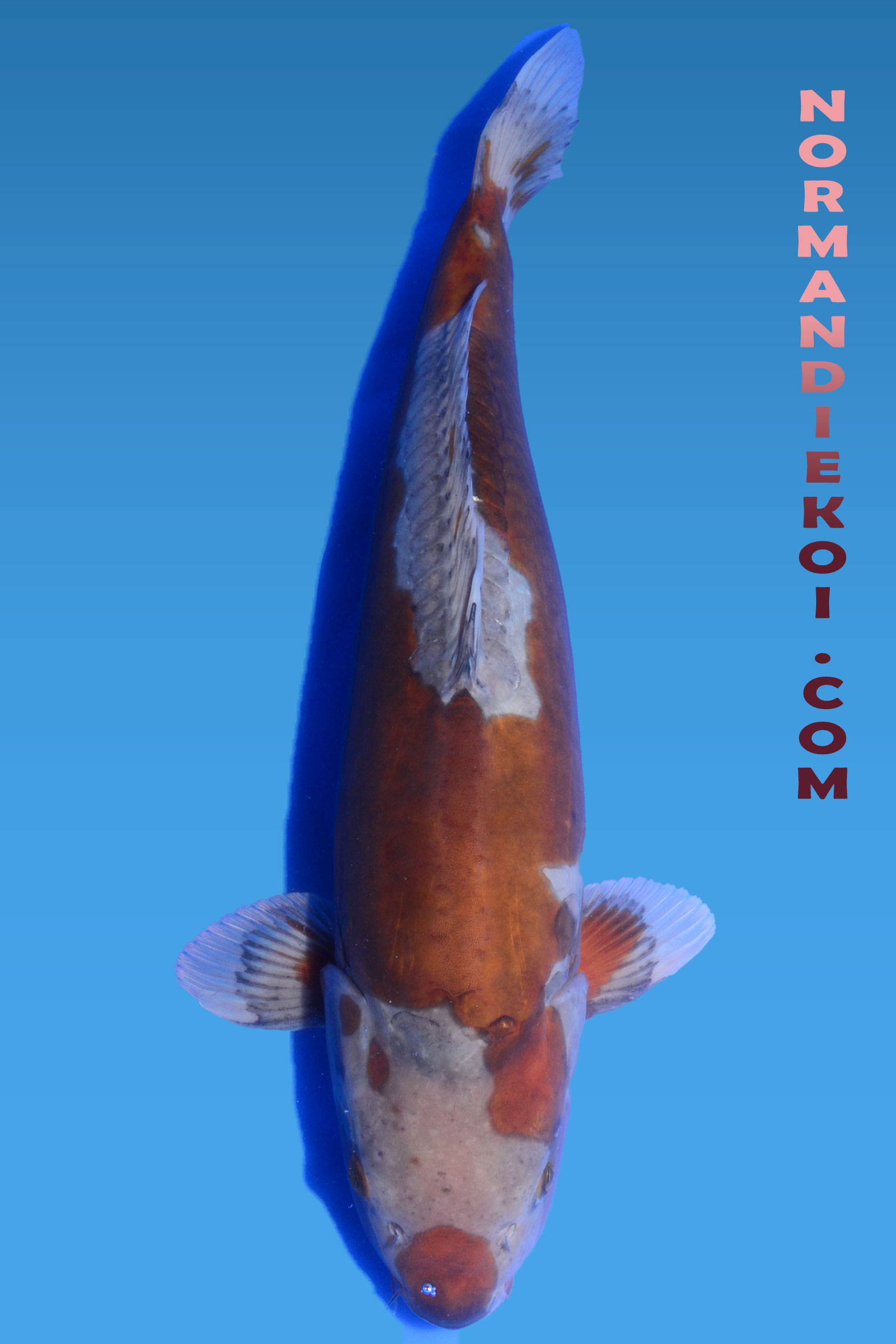 Doitsu ochiba shigure