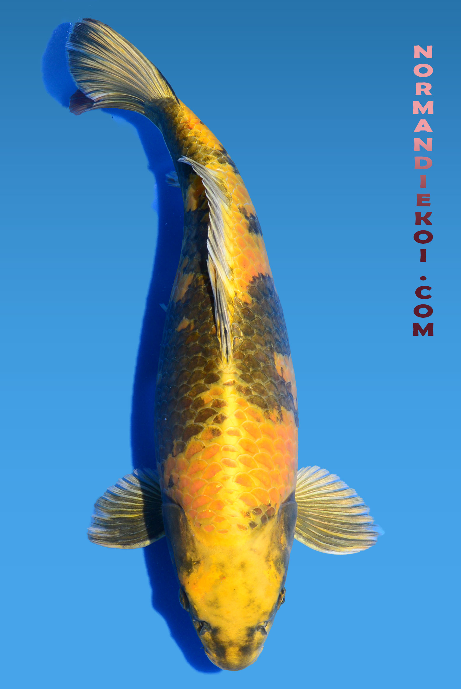 Kin ki utsuri