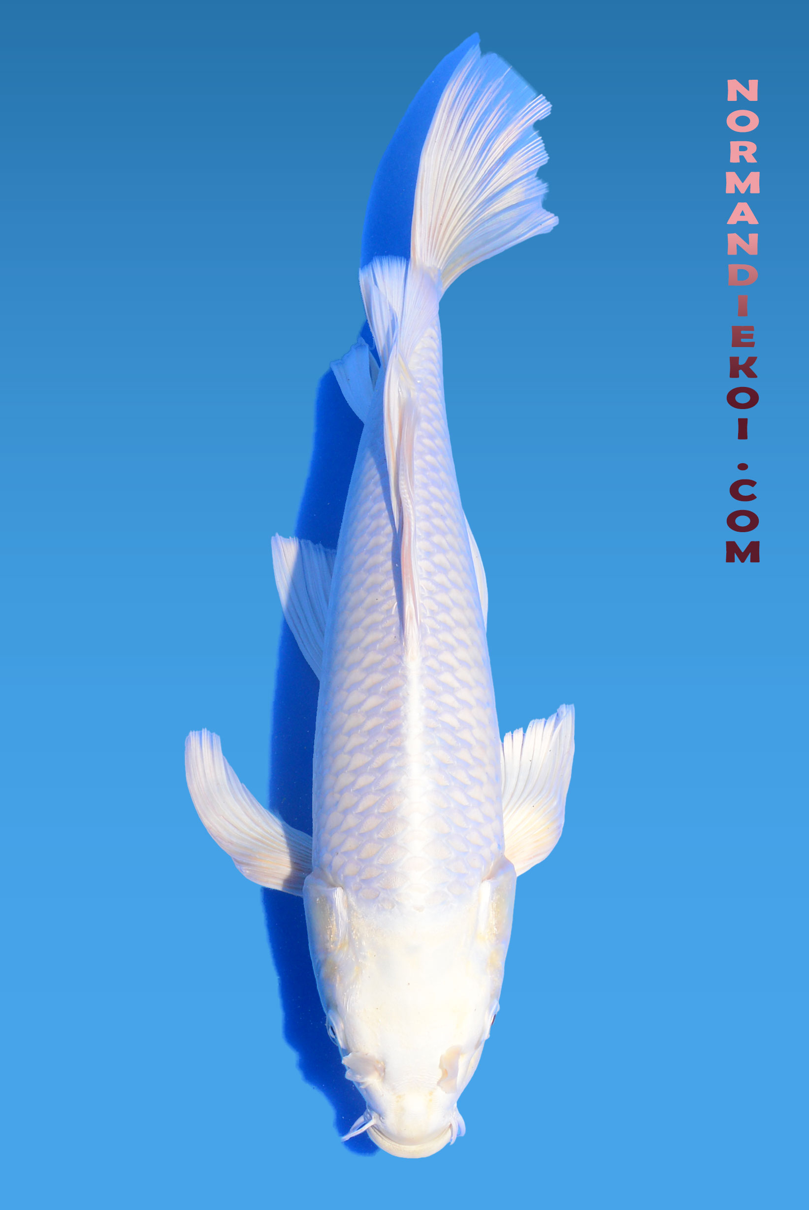 Purachina voile