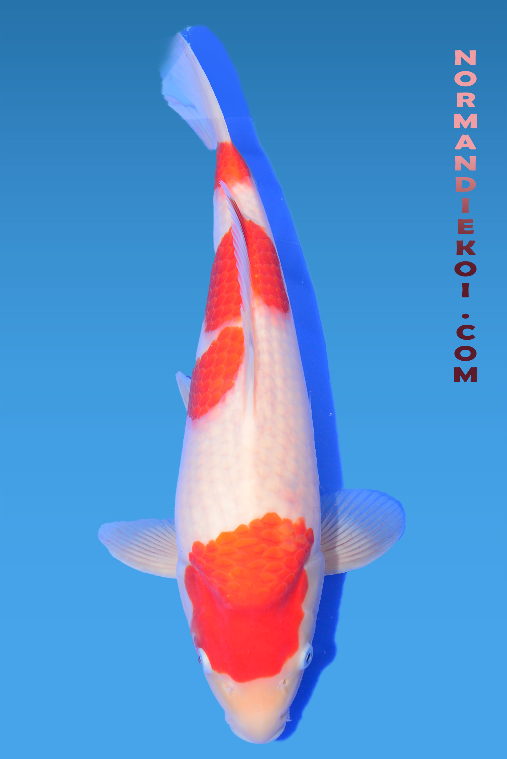 Kohaku