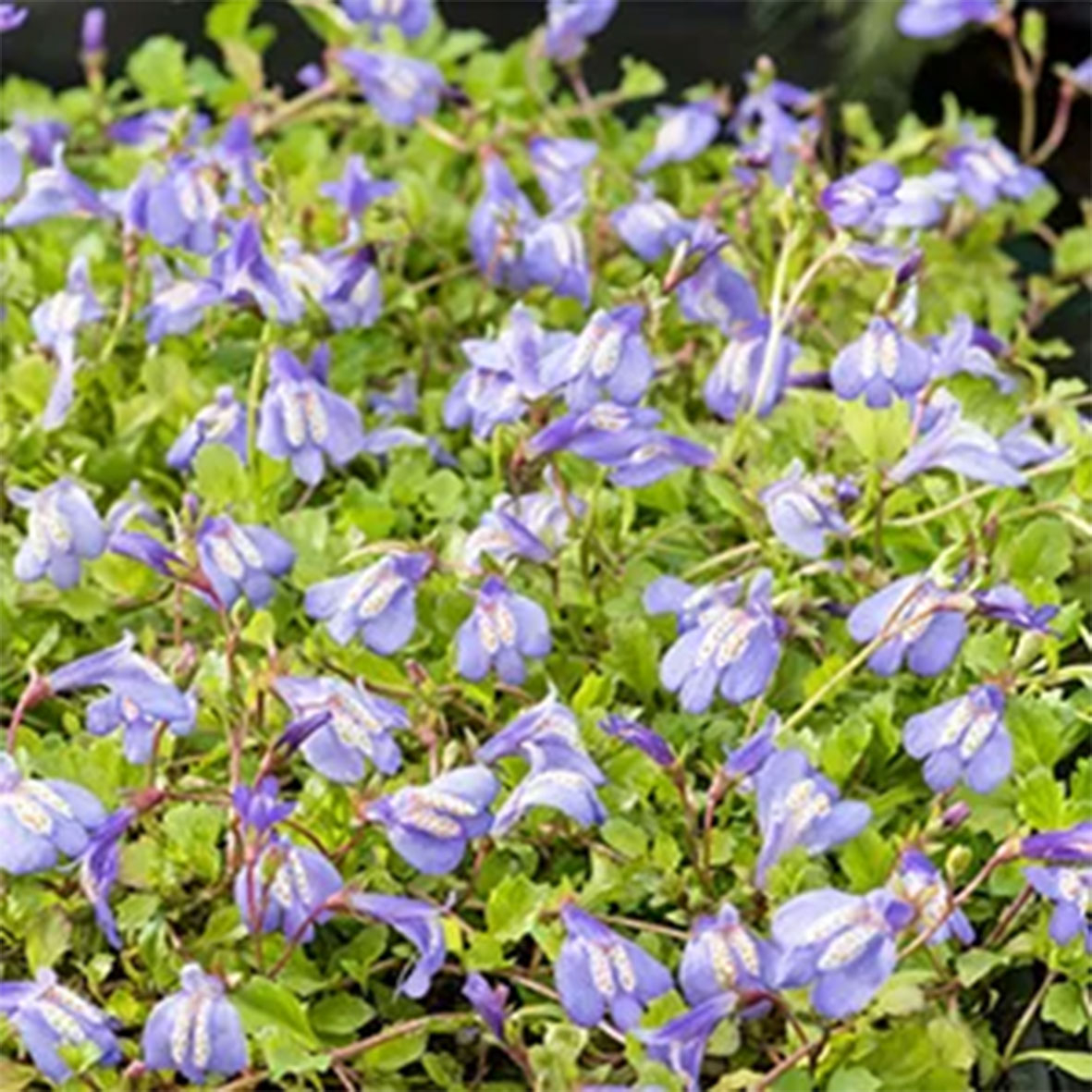 Mazus reptans ‘Blauw’