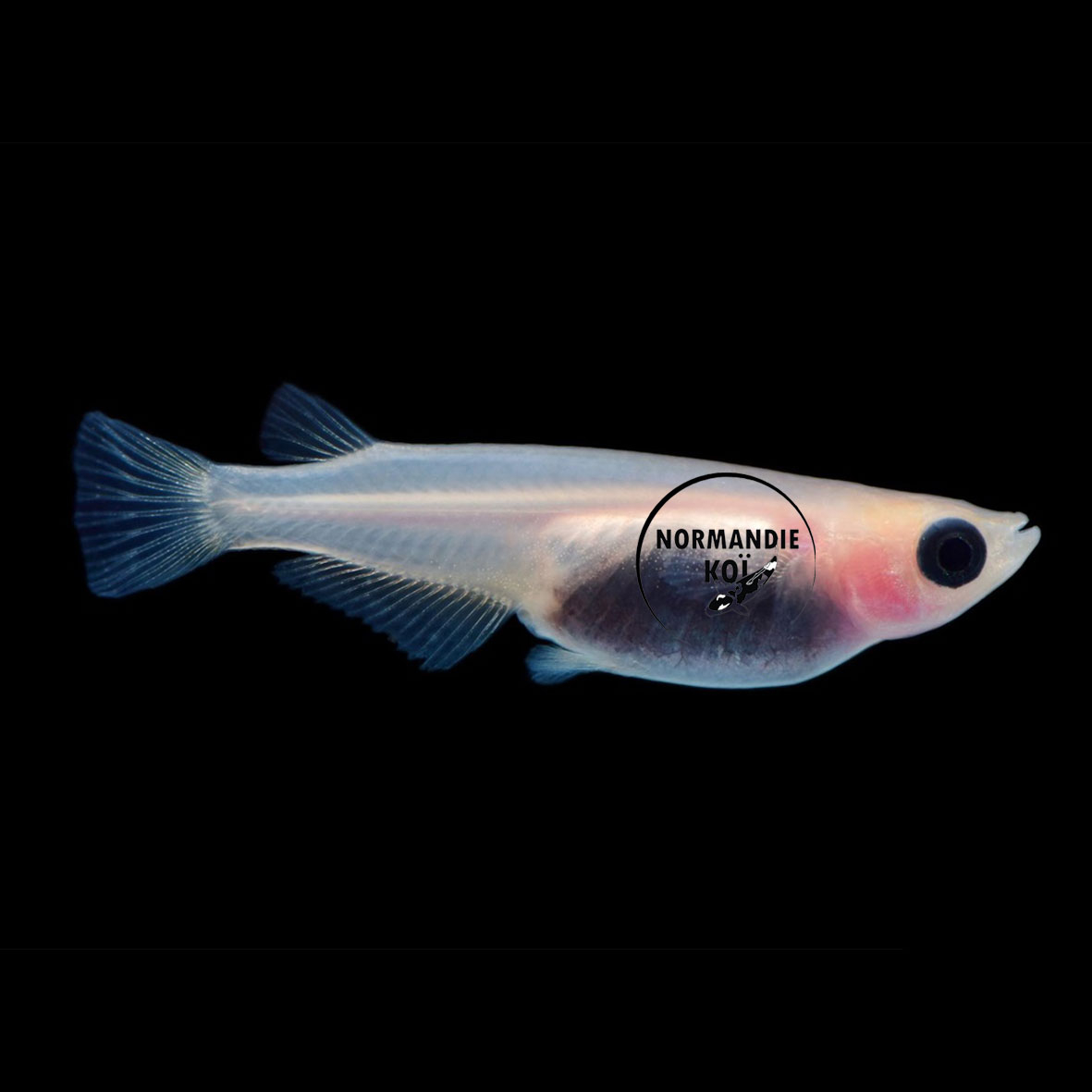 Oryzias latipes - Medaka Panda