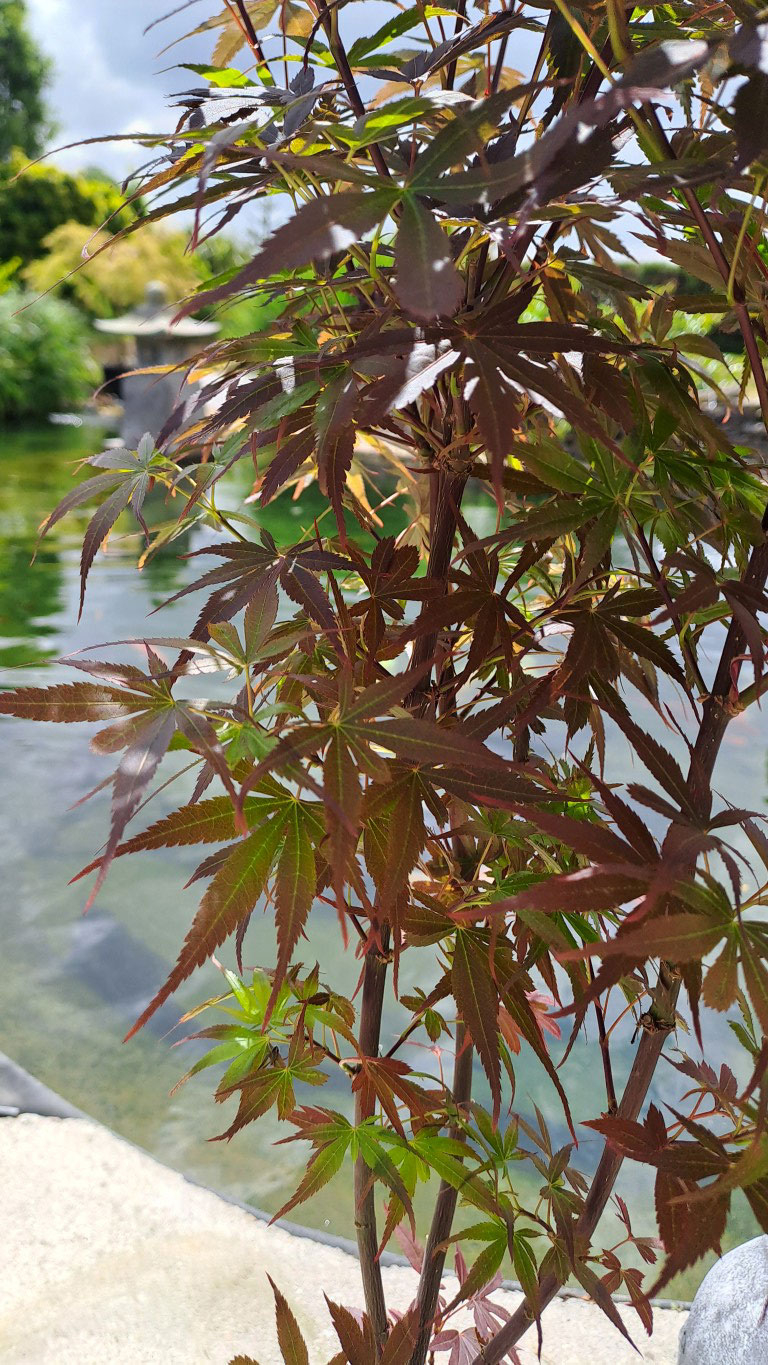 Acer palmatum ‘Skeeter’s Broom’