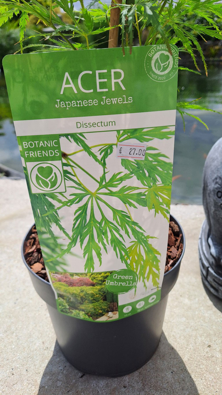 Acer palmatum 'Dissectum'