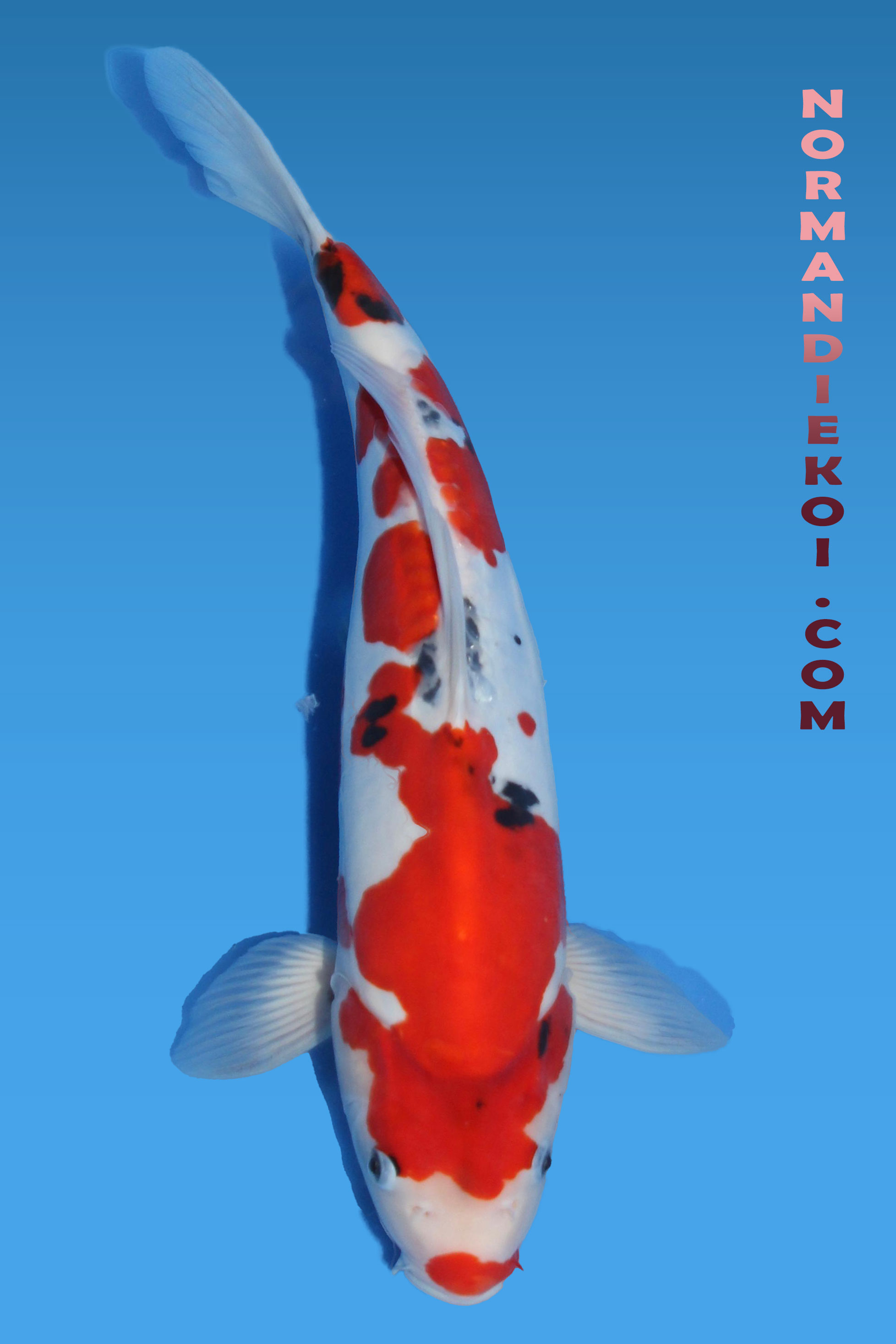 Doitsu showa ( nez rouge)