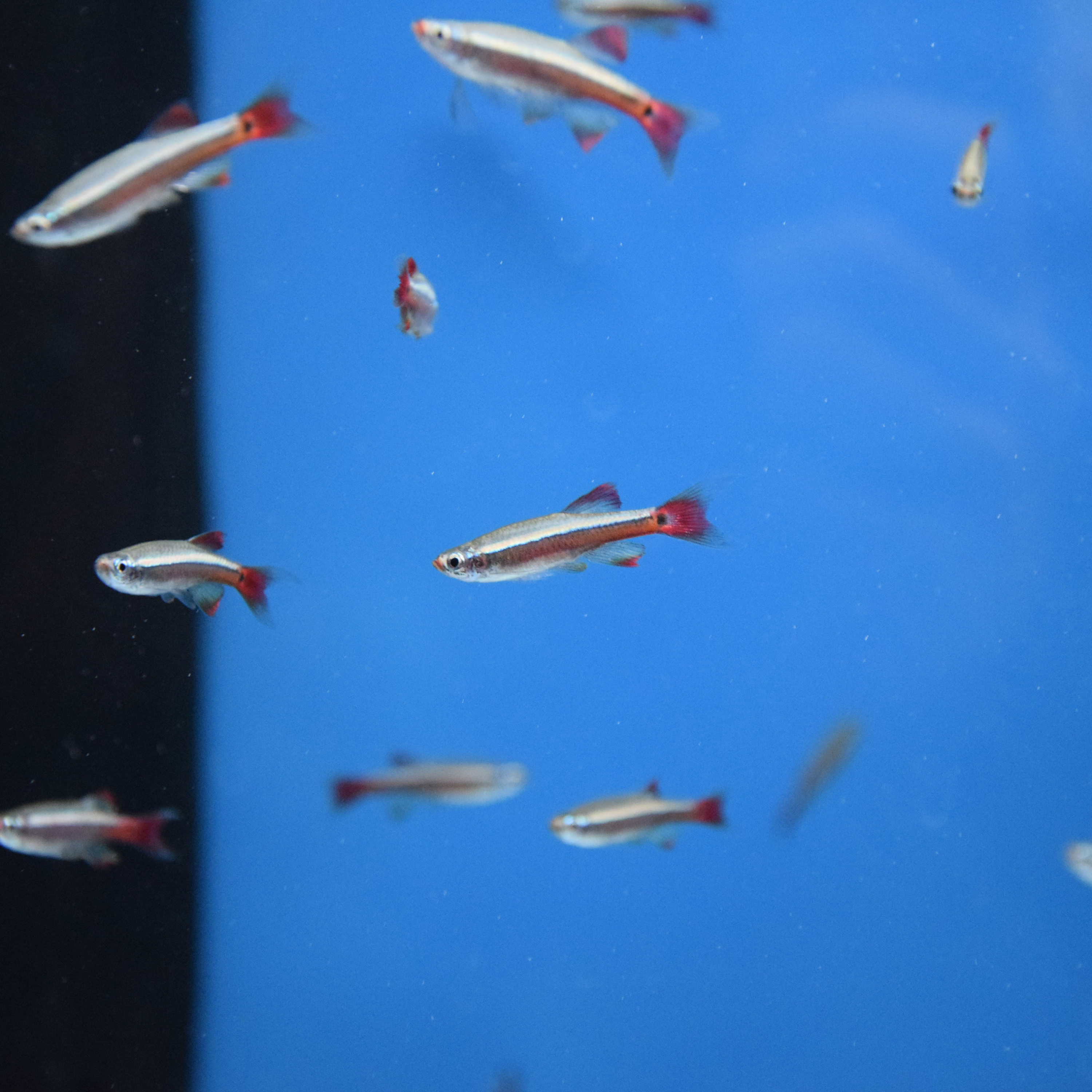 Tanichthys albonubes - Néon Chinois