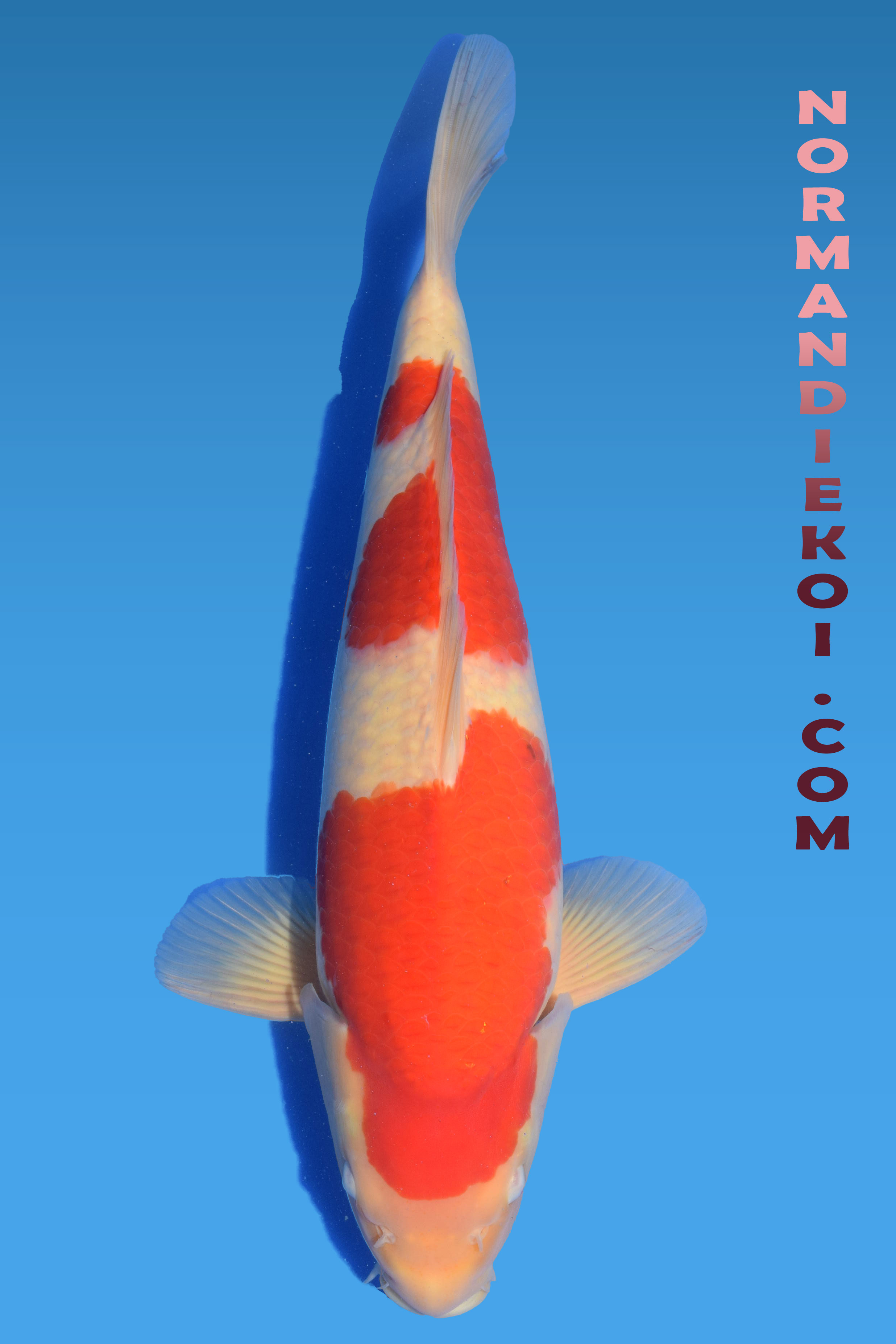 kohaku