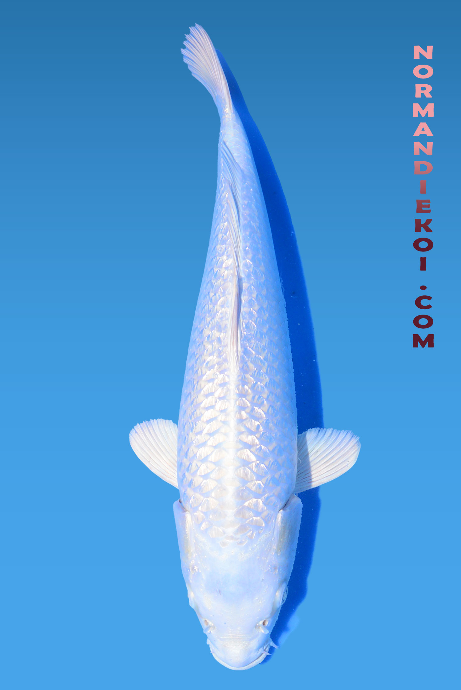 Purachina