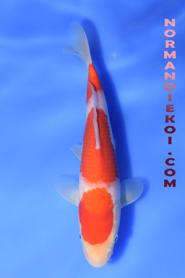 Kohaku