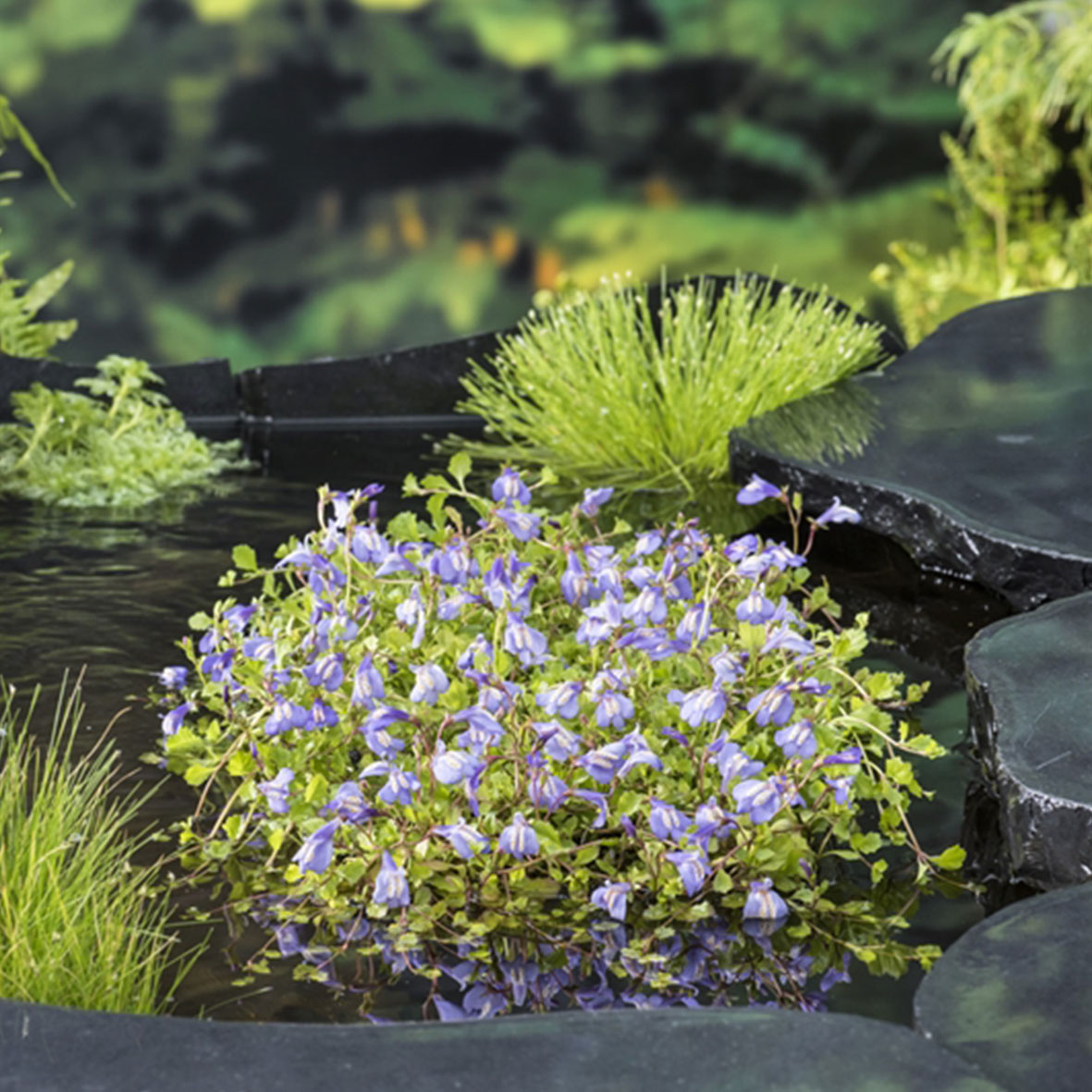 Mazus reptans ‘Blauw’
