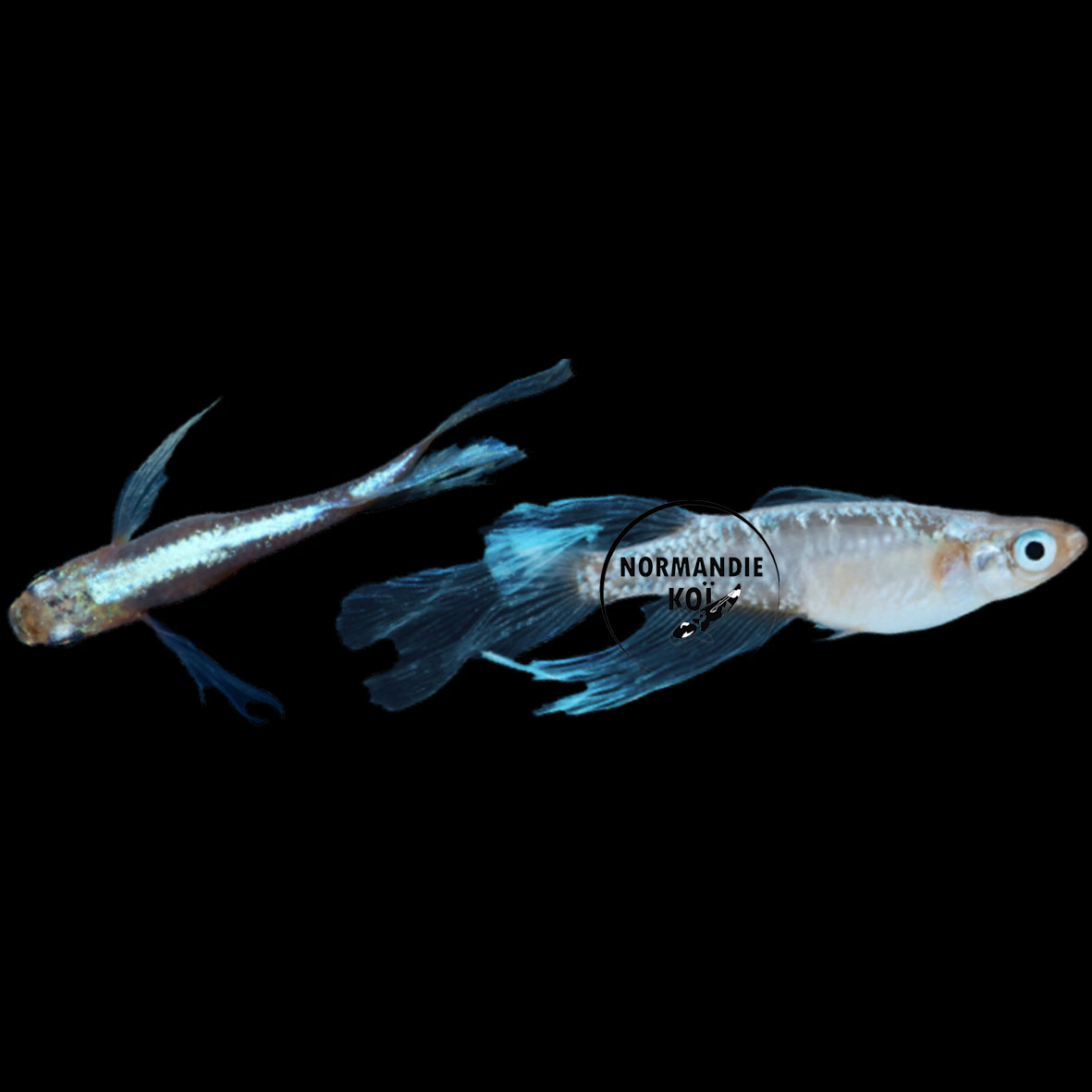 Oryzias latipes - Medaka Miyuki Longfin