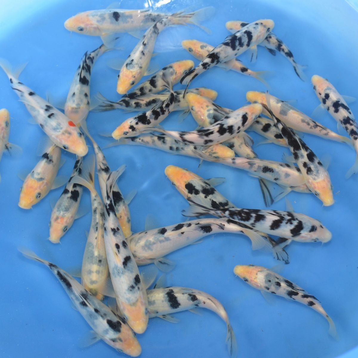 Shiro Bekko / Izumiya