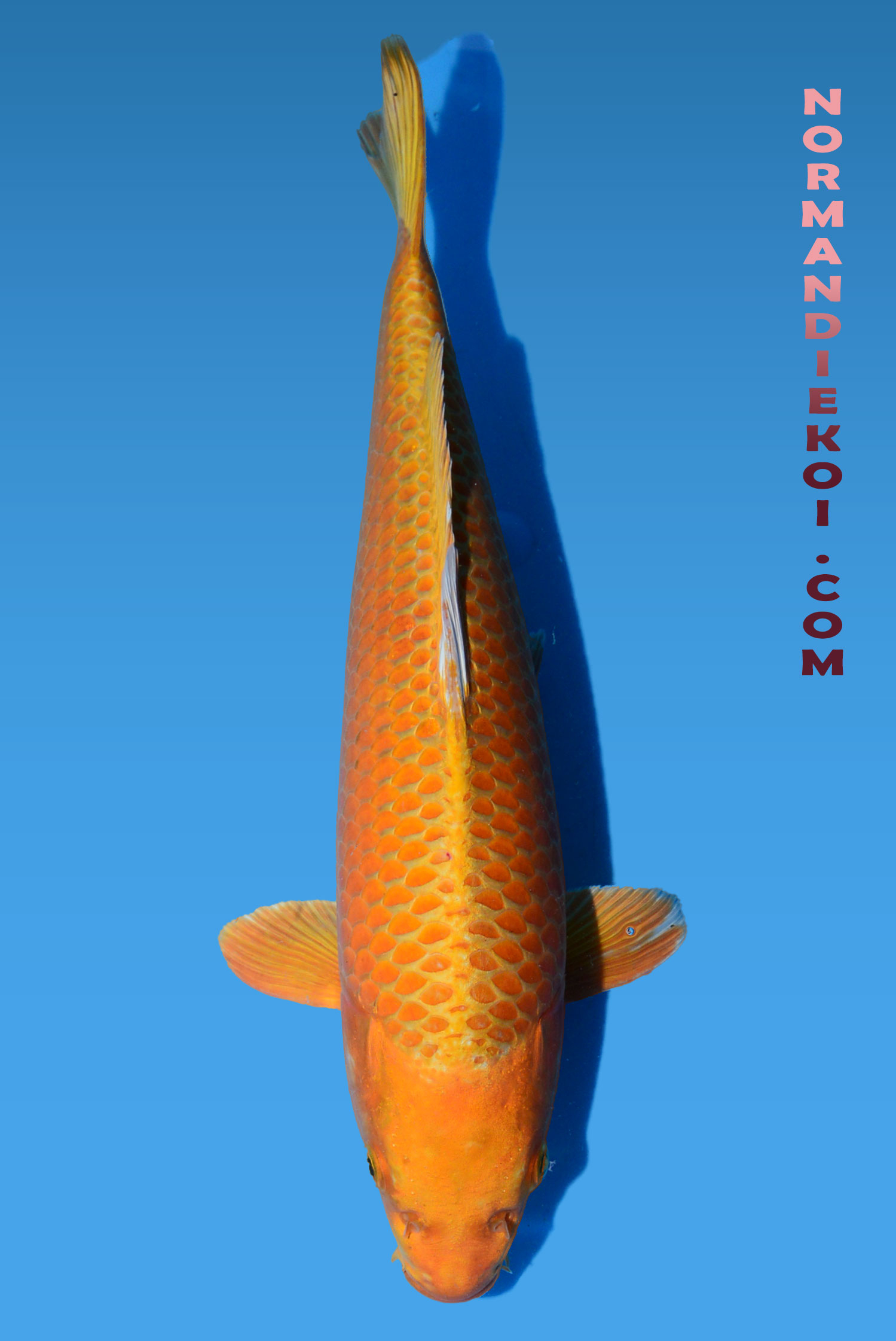 Orenji ogon