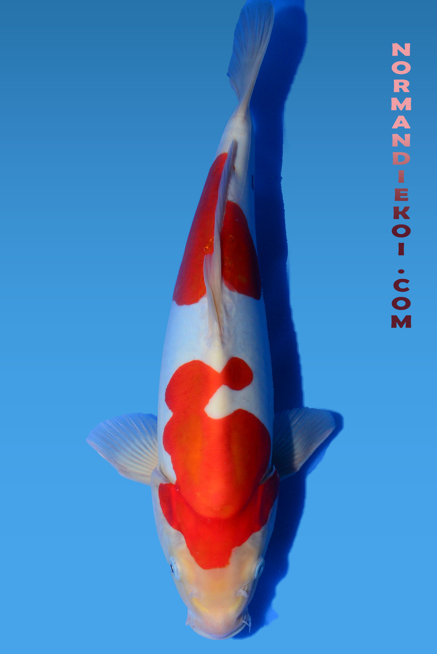Doistu kohaku