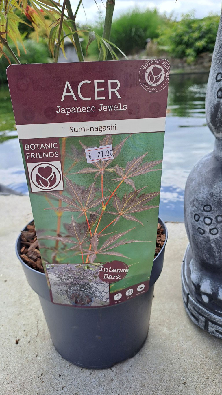 Acer palmatum 'Sumi-nagashi'