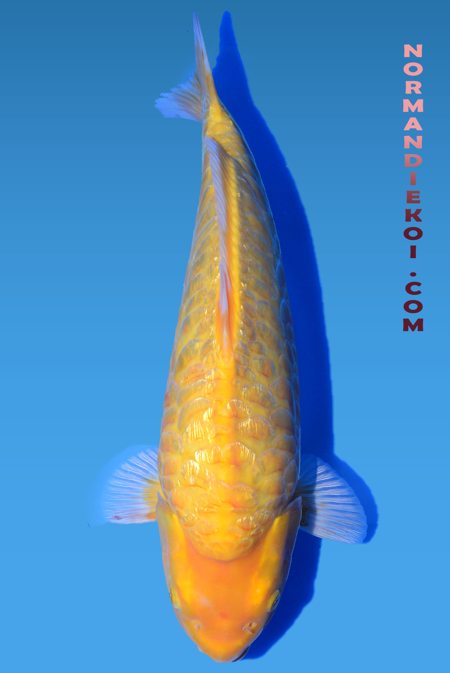 Aragoke karashigoi