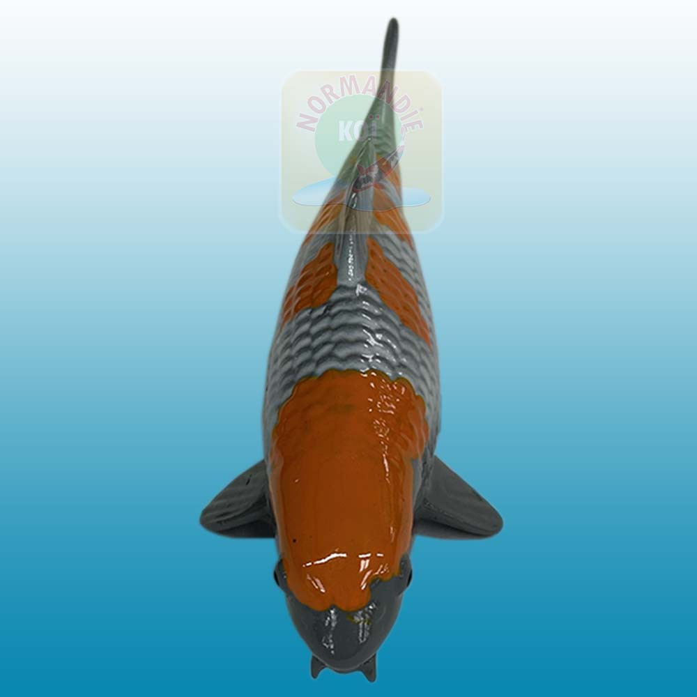 Carpe koï en résine (15 cm)
