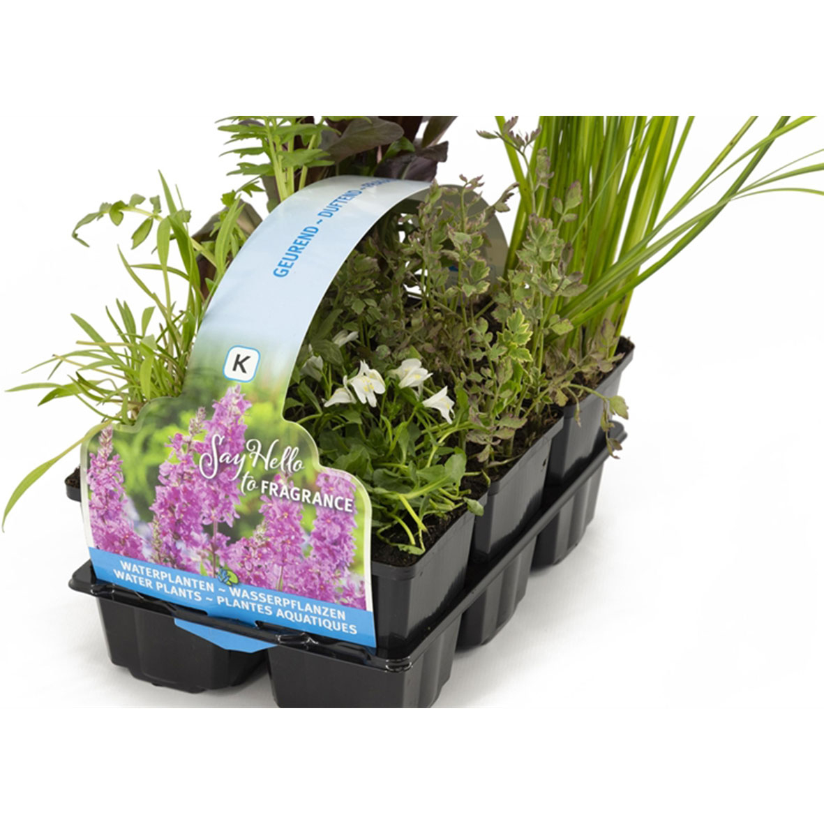 Pack de 6 plantes parfumées pour bassin extérieur
