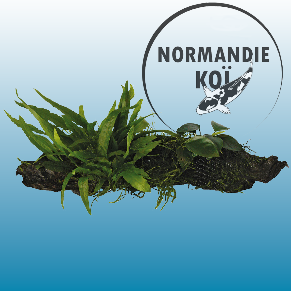 RACINE BOIS ANUBIAS-MICROSORUM-MOSS- S