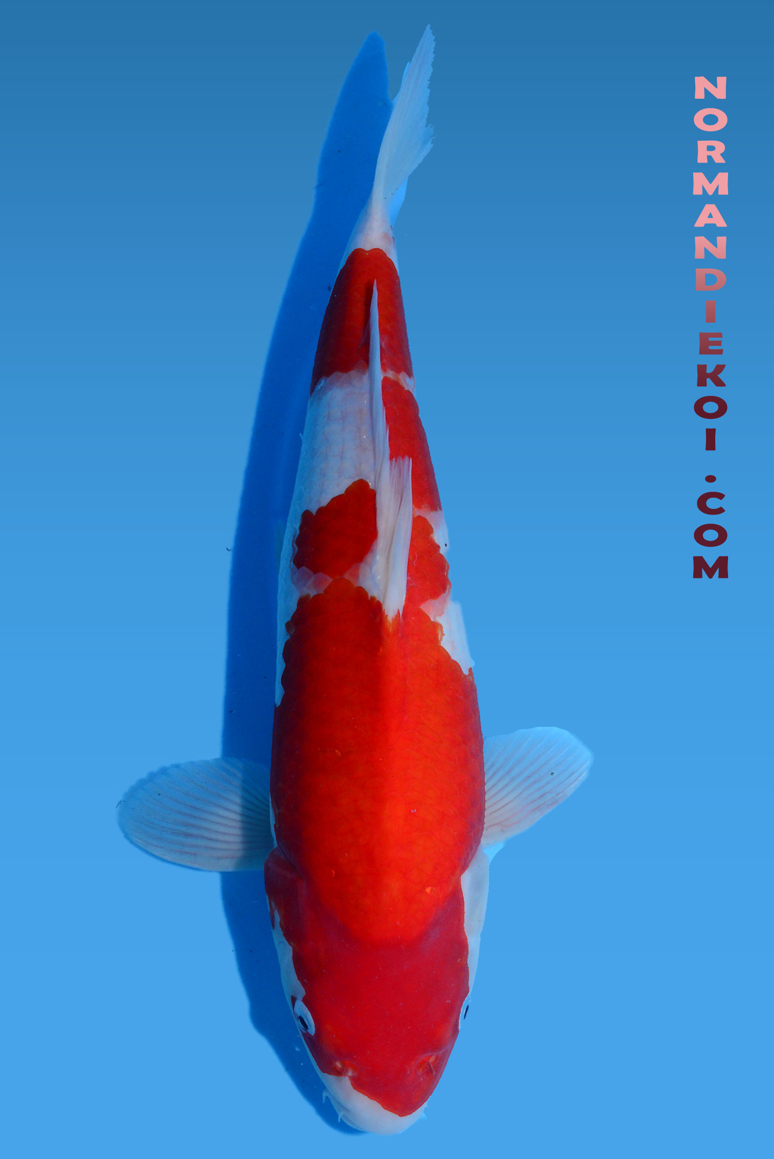 Kohaku