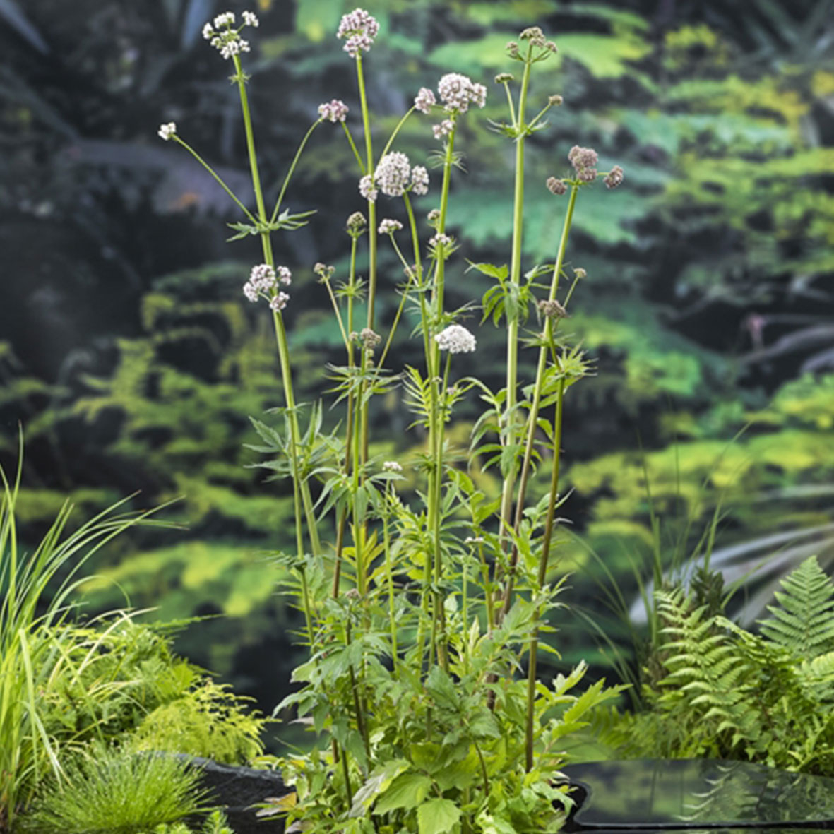 Valeriana officinalis