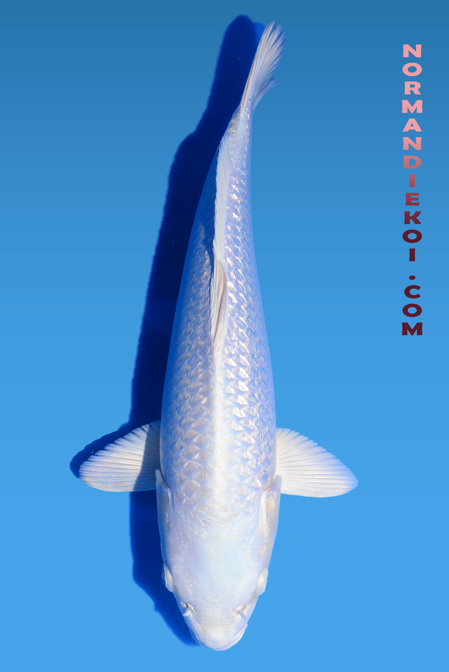 Purachina
